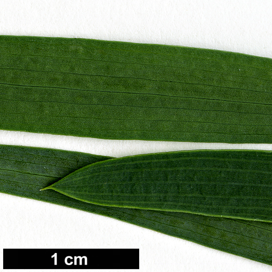 High resolution image: Family: Apiaceae - Genus: Bupleurum - Taxon: salicifolium